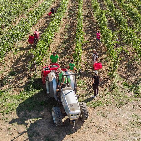 Il Querciolo - Azienda Biologica, Agriturismo E Cantina Marciano della Chiana Eksteriør billede