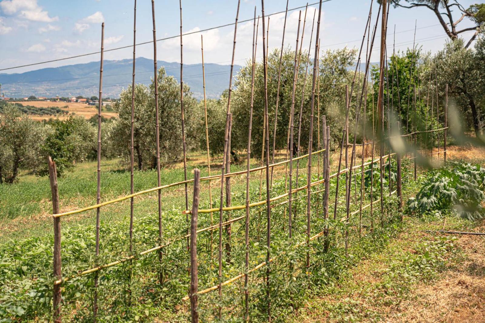 Il Querciolo - Azienda Biologica, Agriturismo E Cantina Marciano della Chiana Eksteriør billede