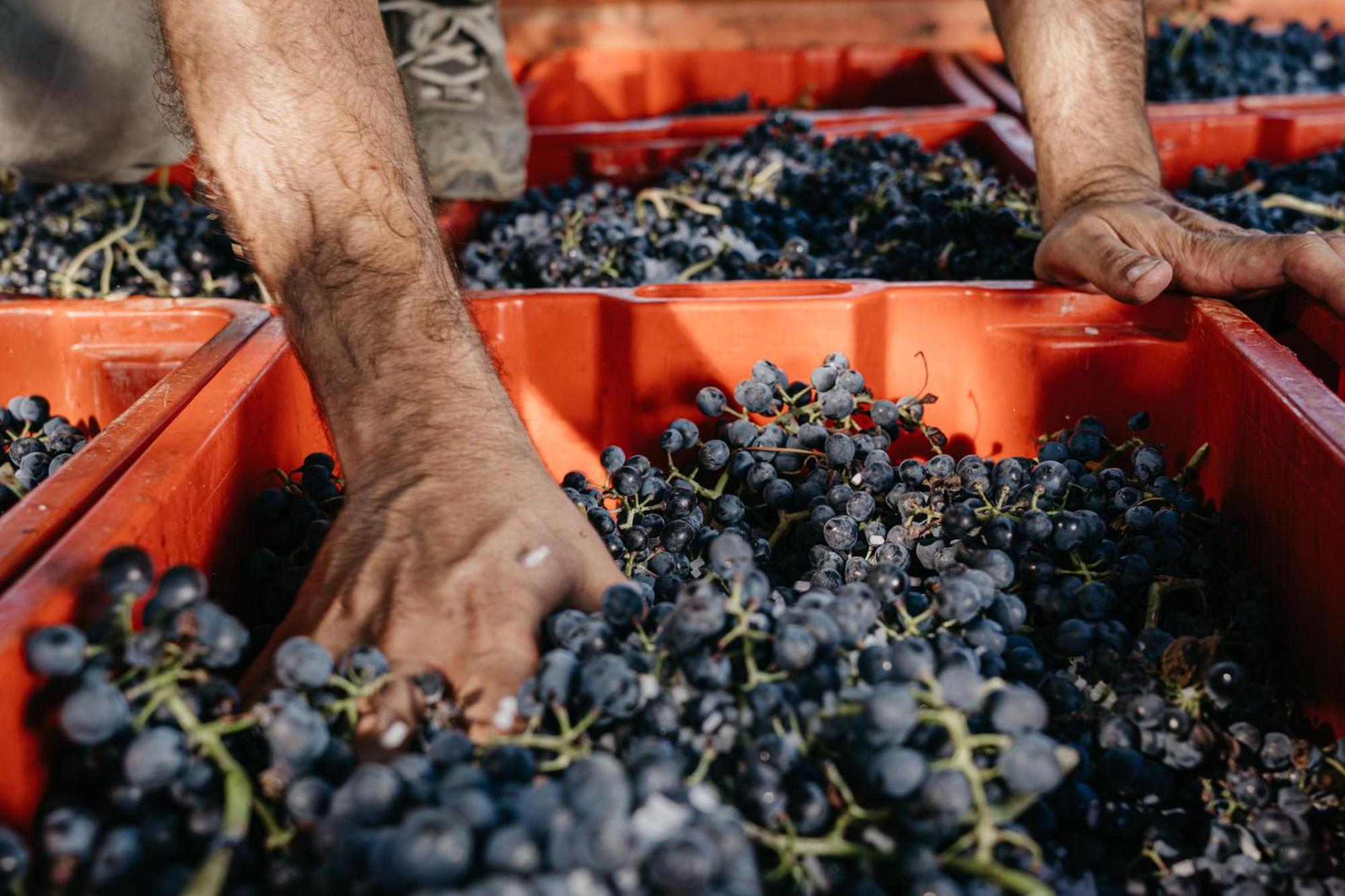 Il Querciolo - Azienda Biologica, Agriturismo E Cantina Marciano della Chiana Eksteriør billede