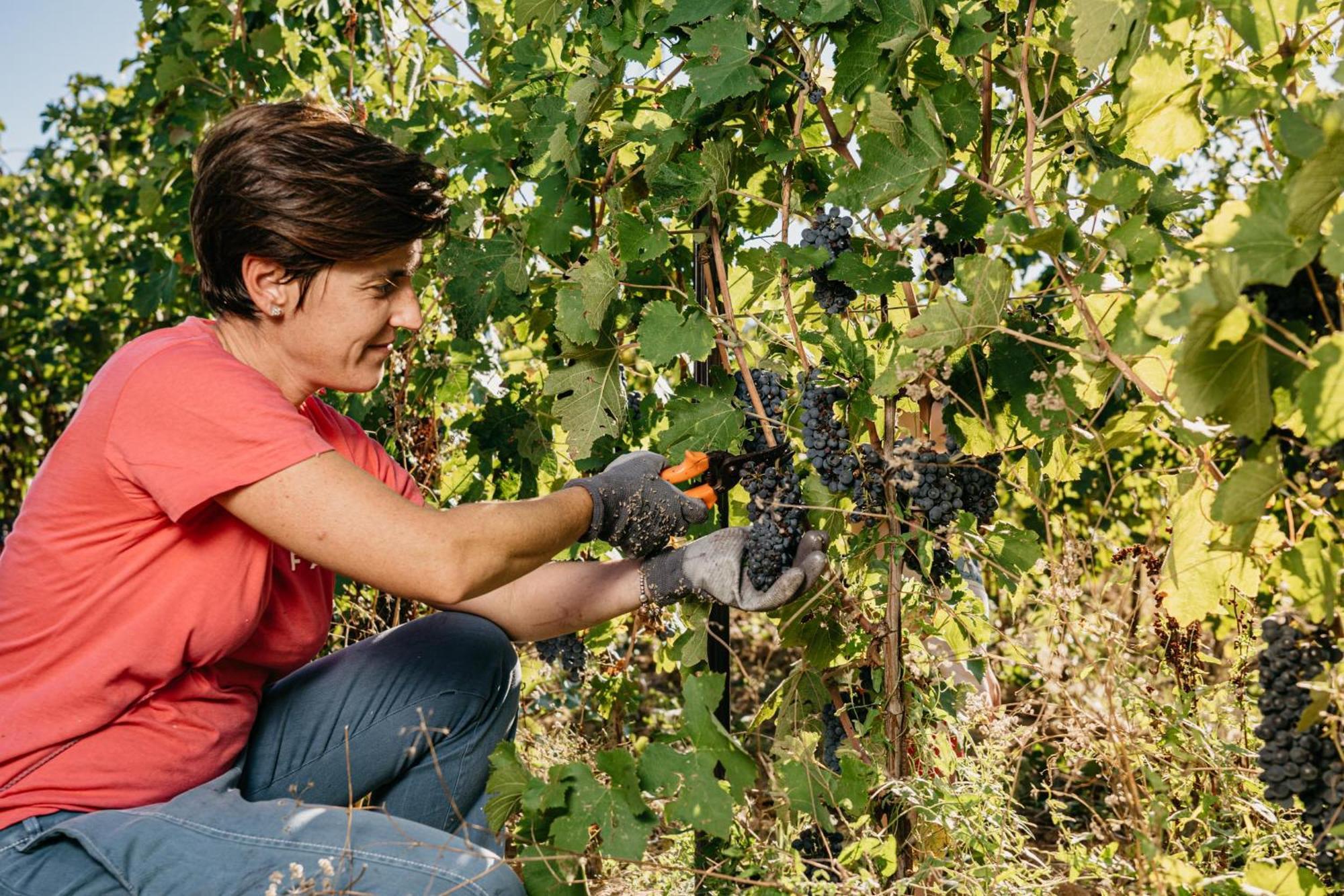 Il Querciolo - Azienda Biologica, Agriturismo E Cantina Marciano della Chiana Eksteriør billede