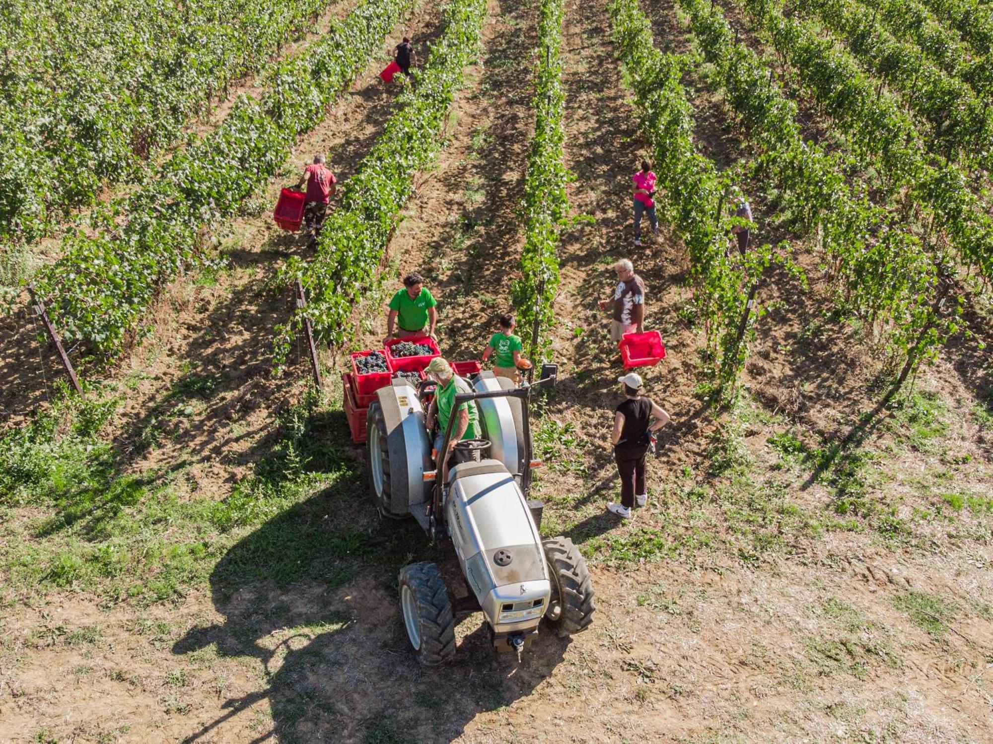 Il Querciolo - Azienda Biologica, Agriturismo E Cantina Marciano della Chiana Eksteriør billede