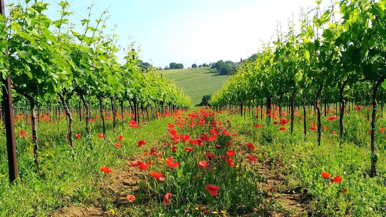Il Querciolo - Azienda Biologica, Agriturismo E Cantina Marciano della Chiana Eksteriør billede