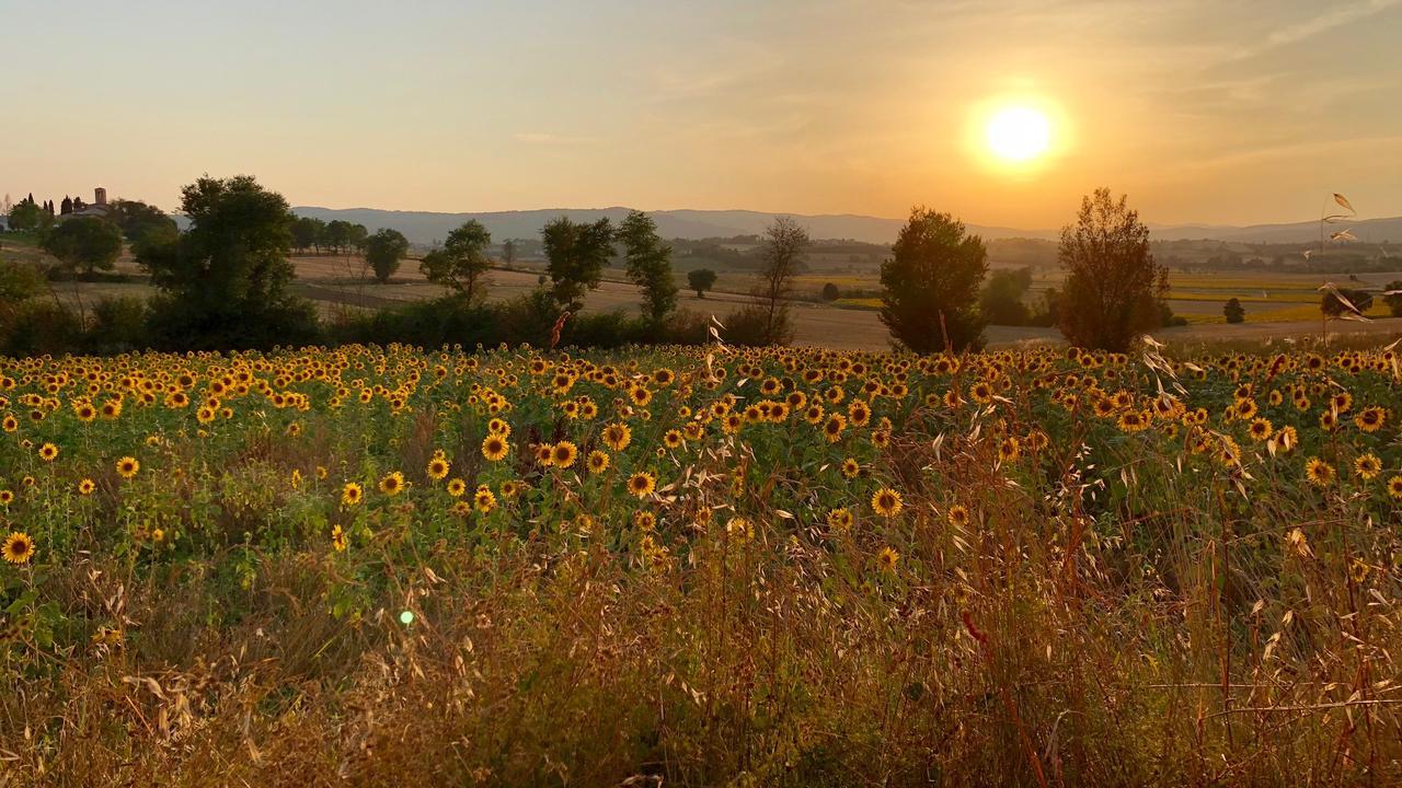 Il Querciolo - Azienda Biologica, Agriturismo E Cantina Marciano della Chiana Eksteriør billede